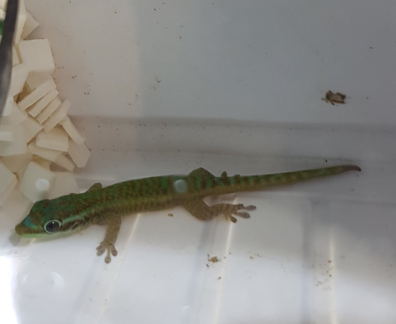 Phelsuma borbonica borbonica