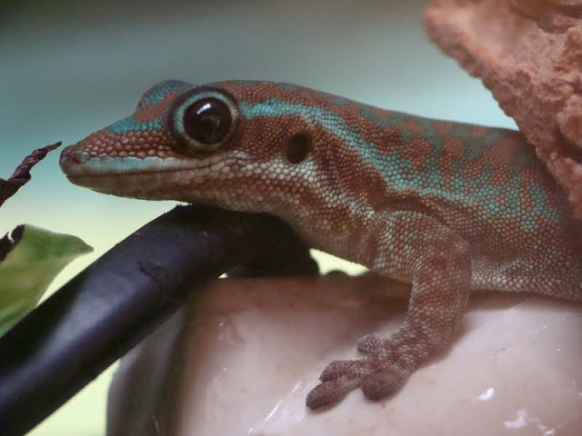 Phelsuma borbonica mater