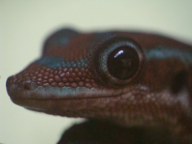 Phelsuma borbonica mater