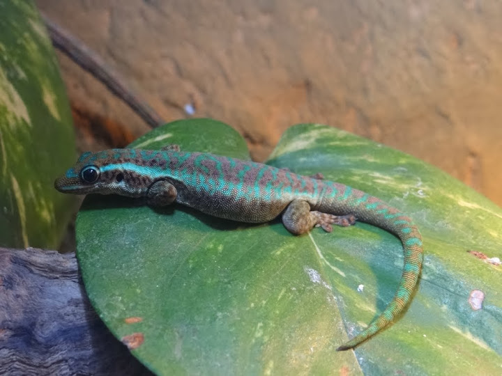 Phelsuma borbonica mater