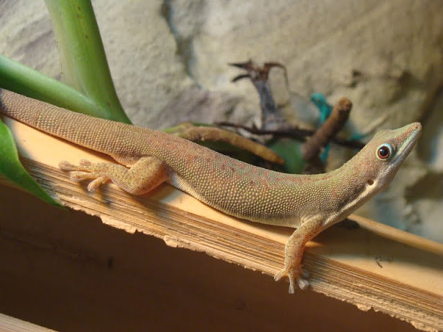 Phelsuma dubia
