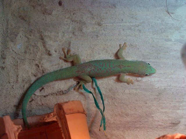 Phelsuma dubia