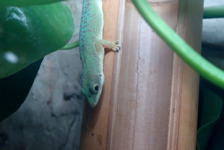 Phelsuma dubia
