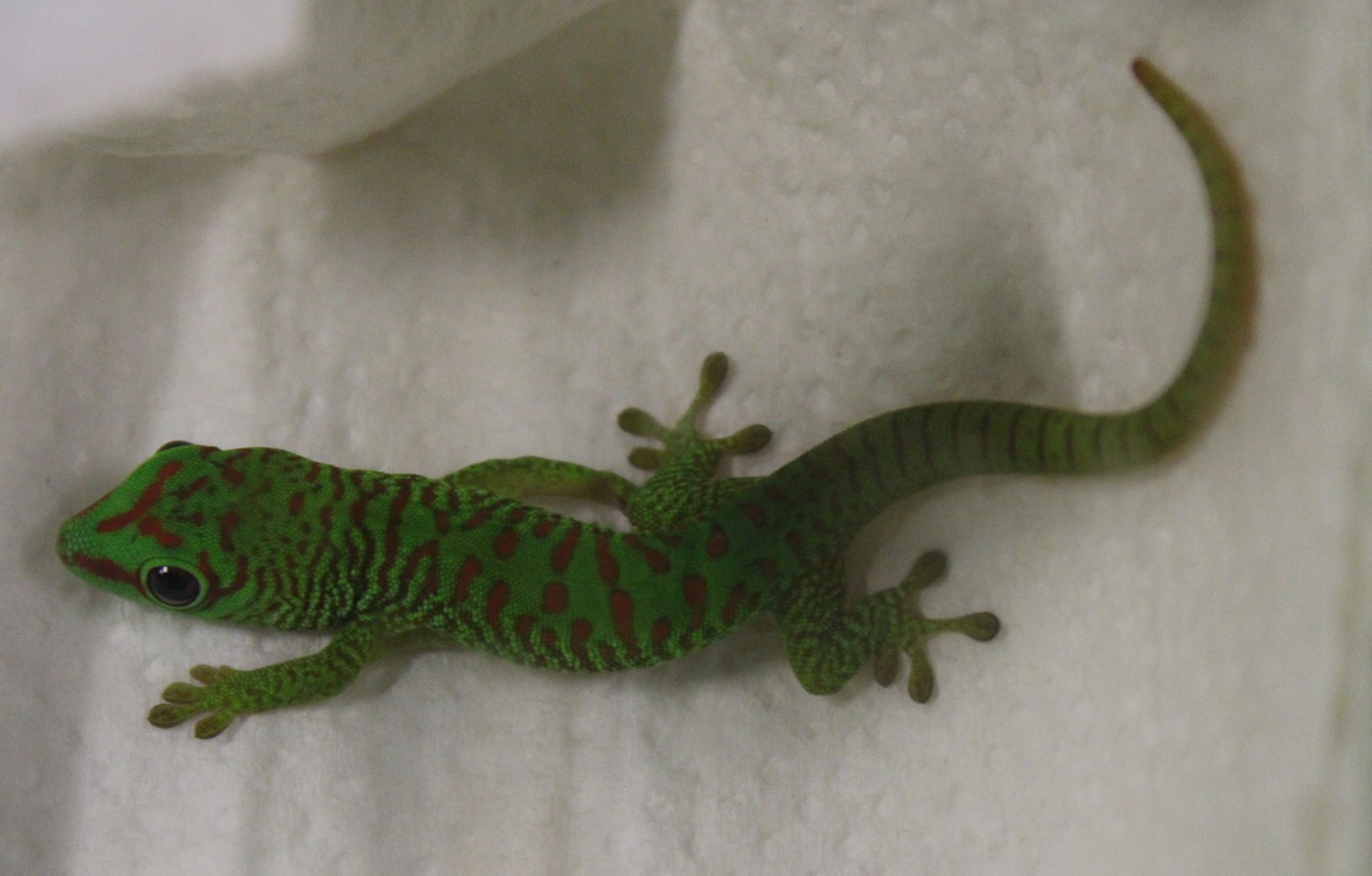 Phelsuma grandis - juvenile