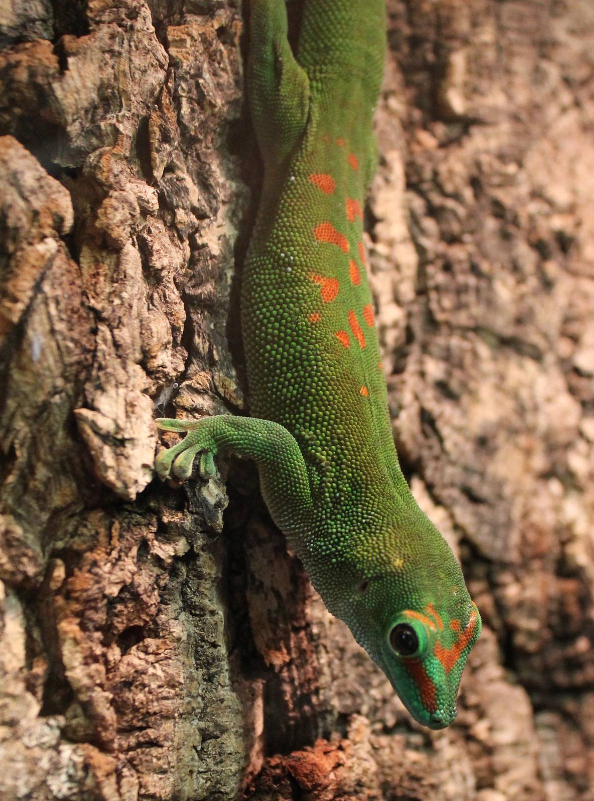Phelsuma grandis