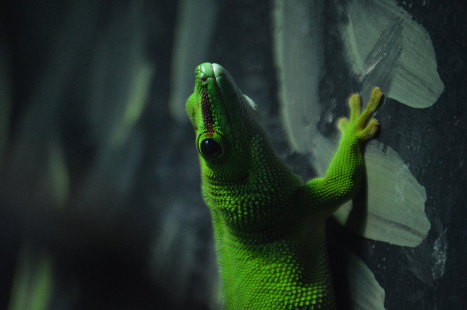 Phelsuma grandis