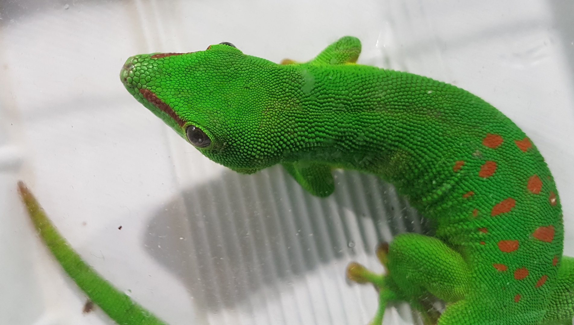 Phelsuma grandis