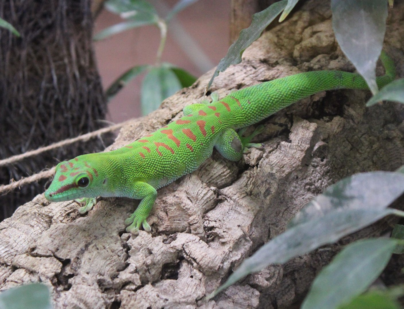 Phelsuma grandis