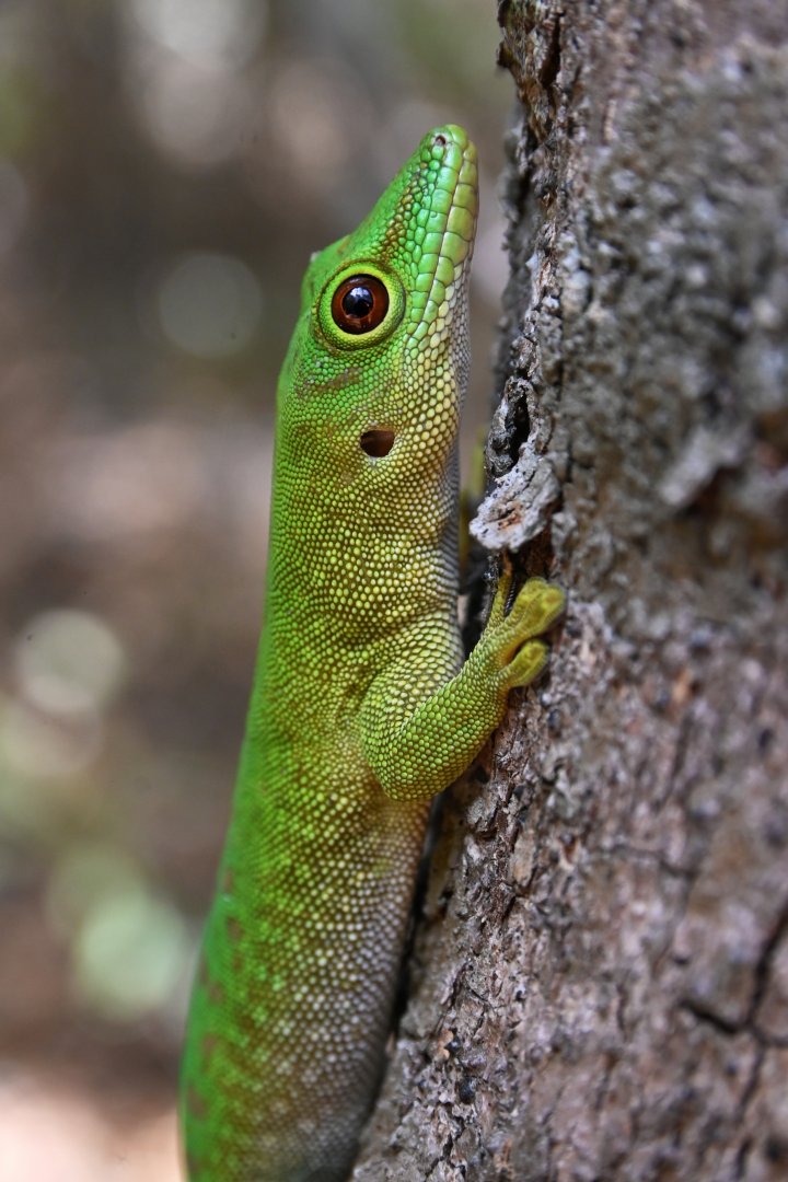 Phelsuma grandis