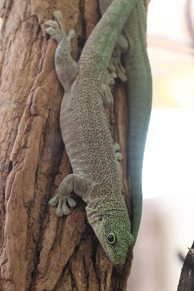 Phelsuma ID - Zoo Plzen