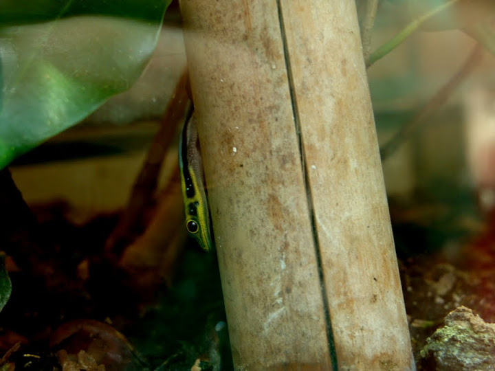 Phelsuma klammeri