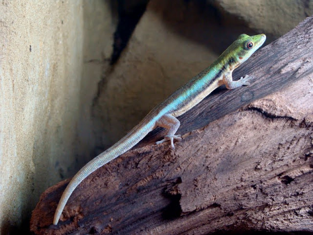 Phelsuma klemmeri