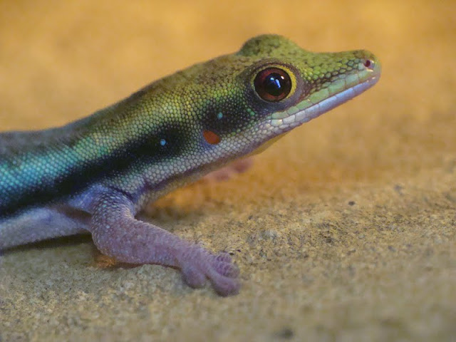 Phelsuma klemmeri