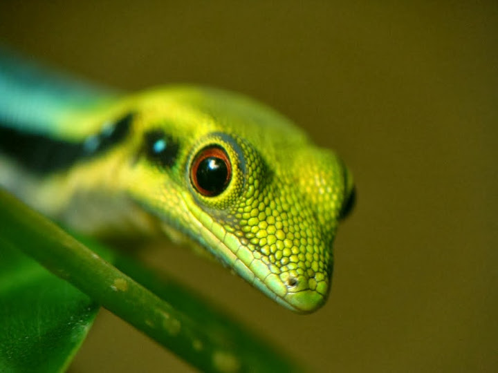 Phelsuma klemmeri