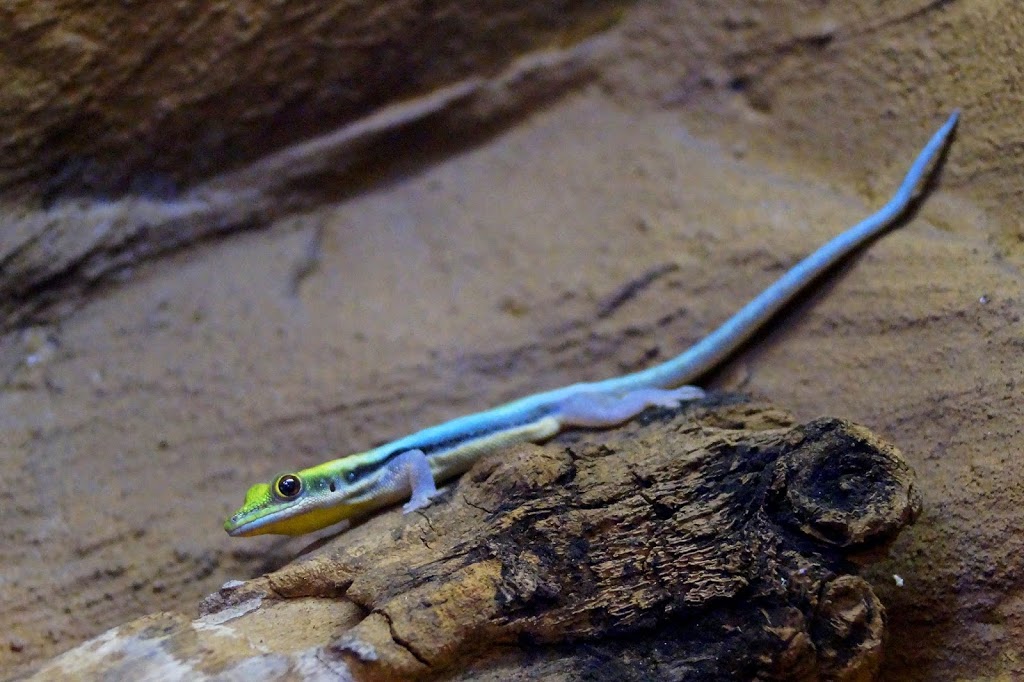 Phelsuma klemmeri