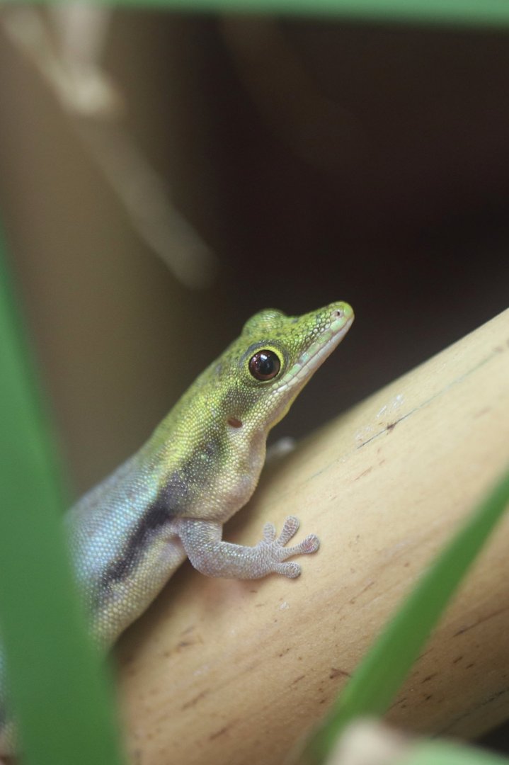Phelsuma klemmeri
