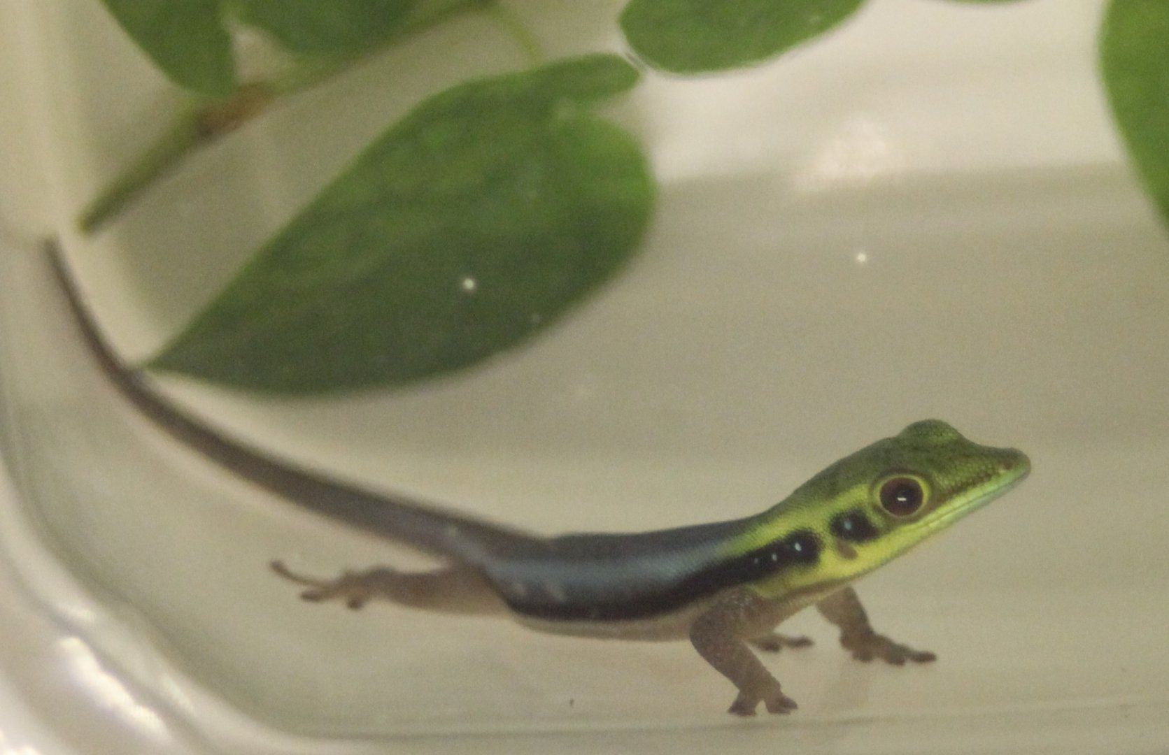 Phelsuma klemmeri