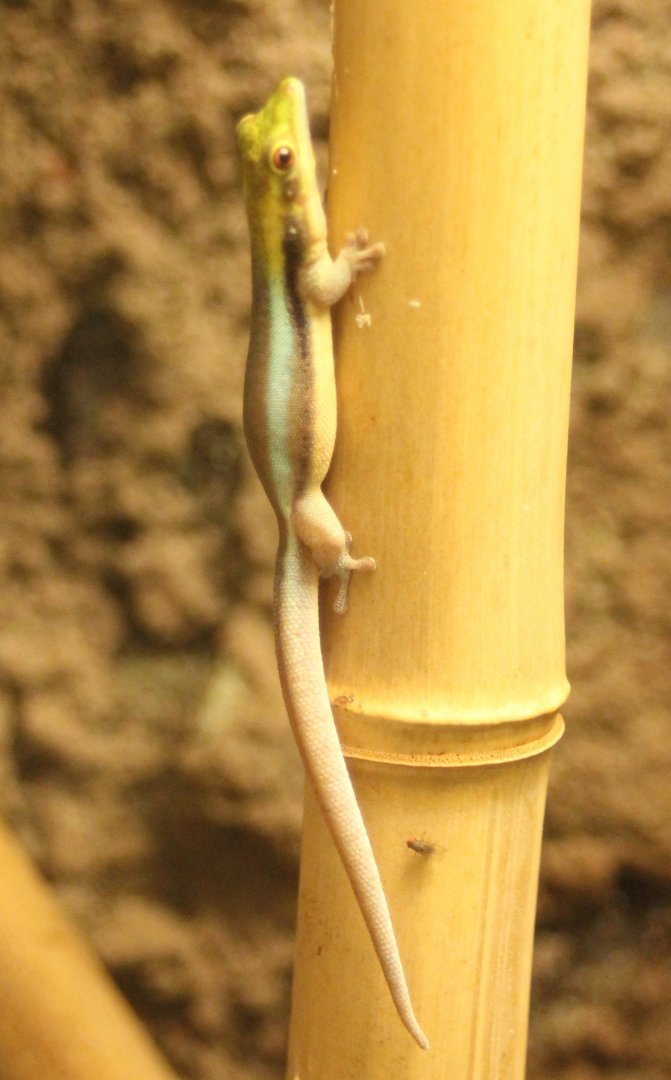 Phelsuma klemmeri