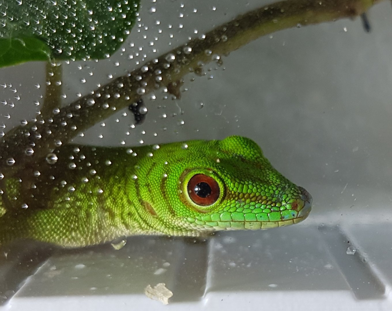 Phelsuma kochi