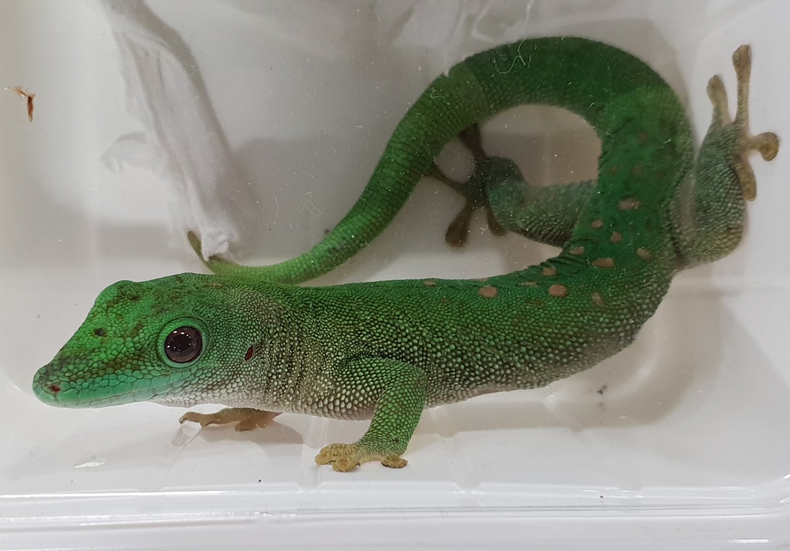 Phelsuma kochi