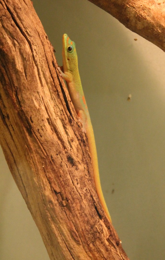 Phelsuma laticauda