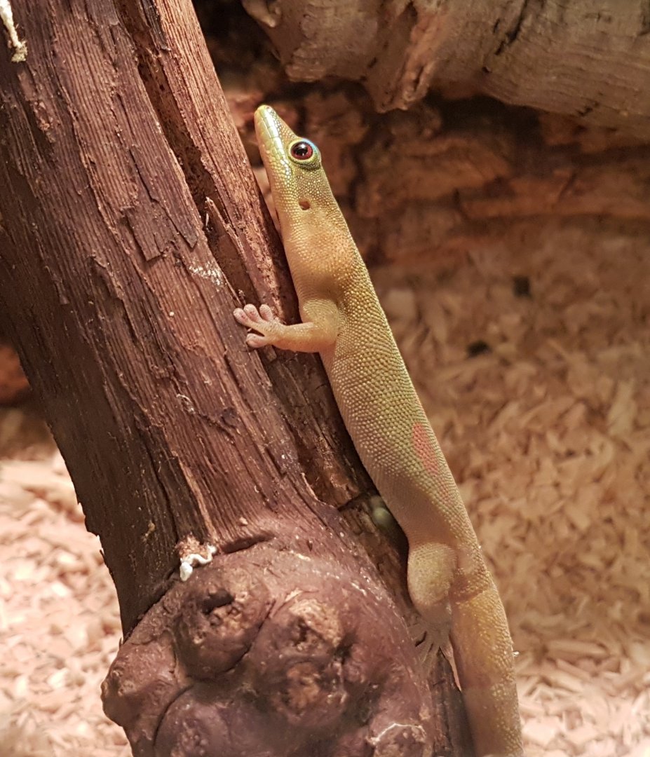 Phelsuma lineata