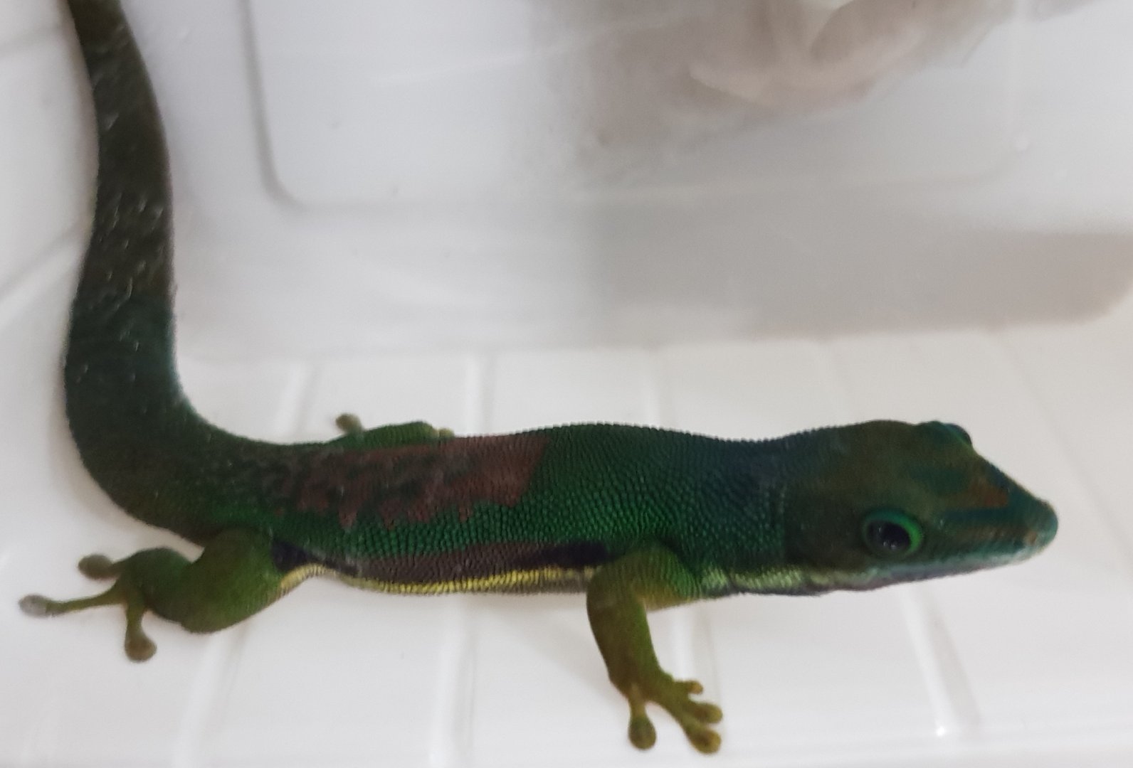 Phelsuma lineata