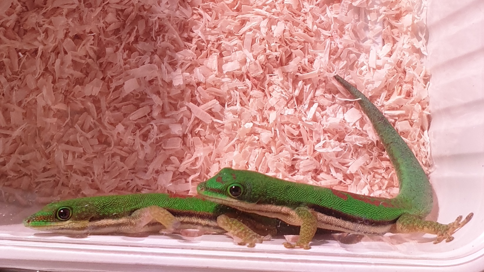 Phelsuma lineata