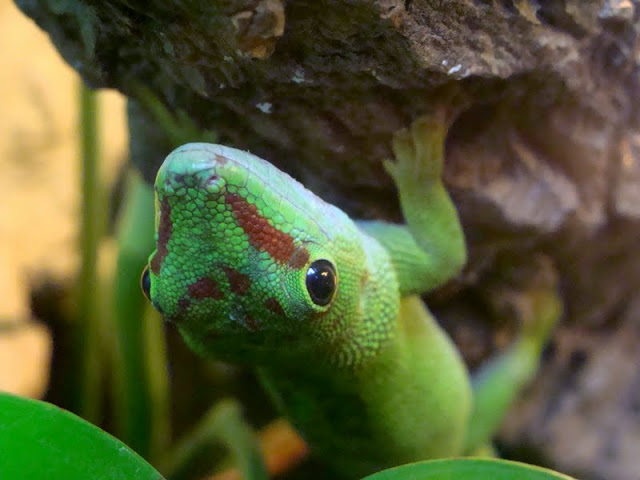 Phelsuma madagascariensis grandi