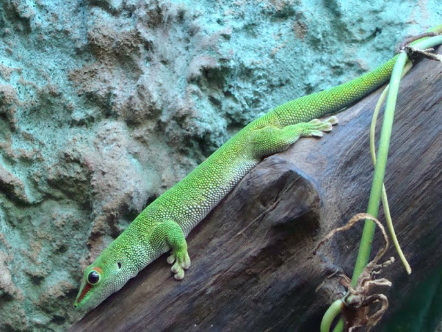 Phelsuma madagascariensis grandis