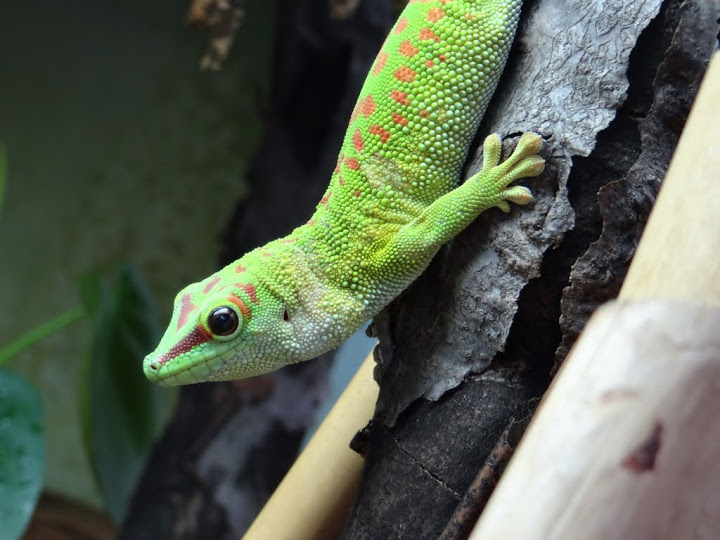 Phelsuma madagascariensis grandis