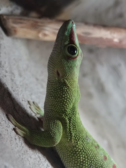Phelsuma madagascariensis grandis