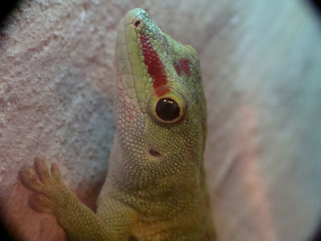 Phelsuma madagascariensis