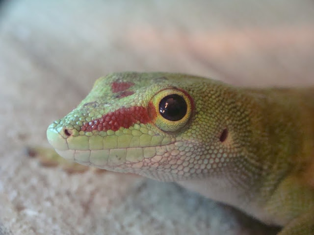 Phelsuma madagascariensis