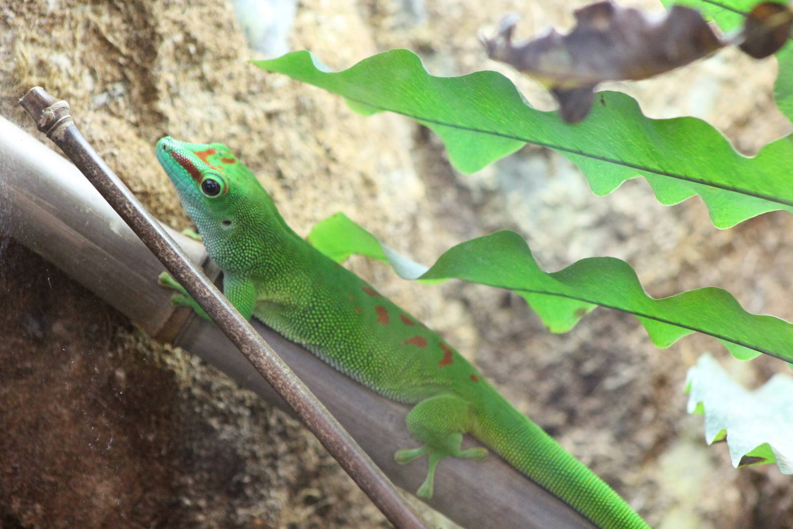 Phelsuma madagascariensis