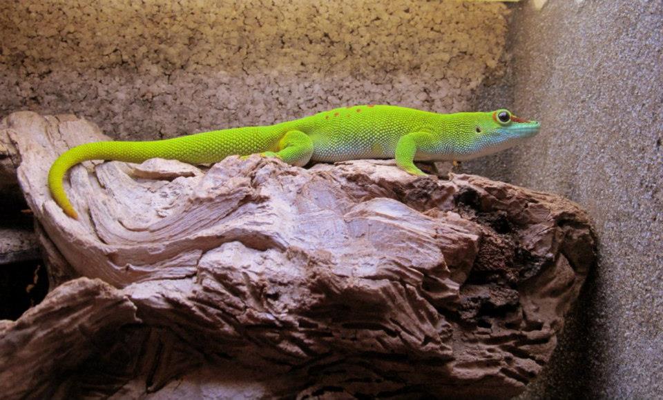 Phelsuma madagascariensis