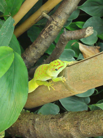 Phelsuma madagascariensis