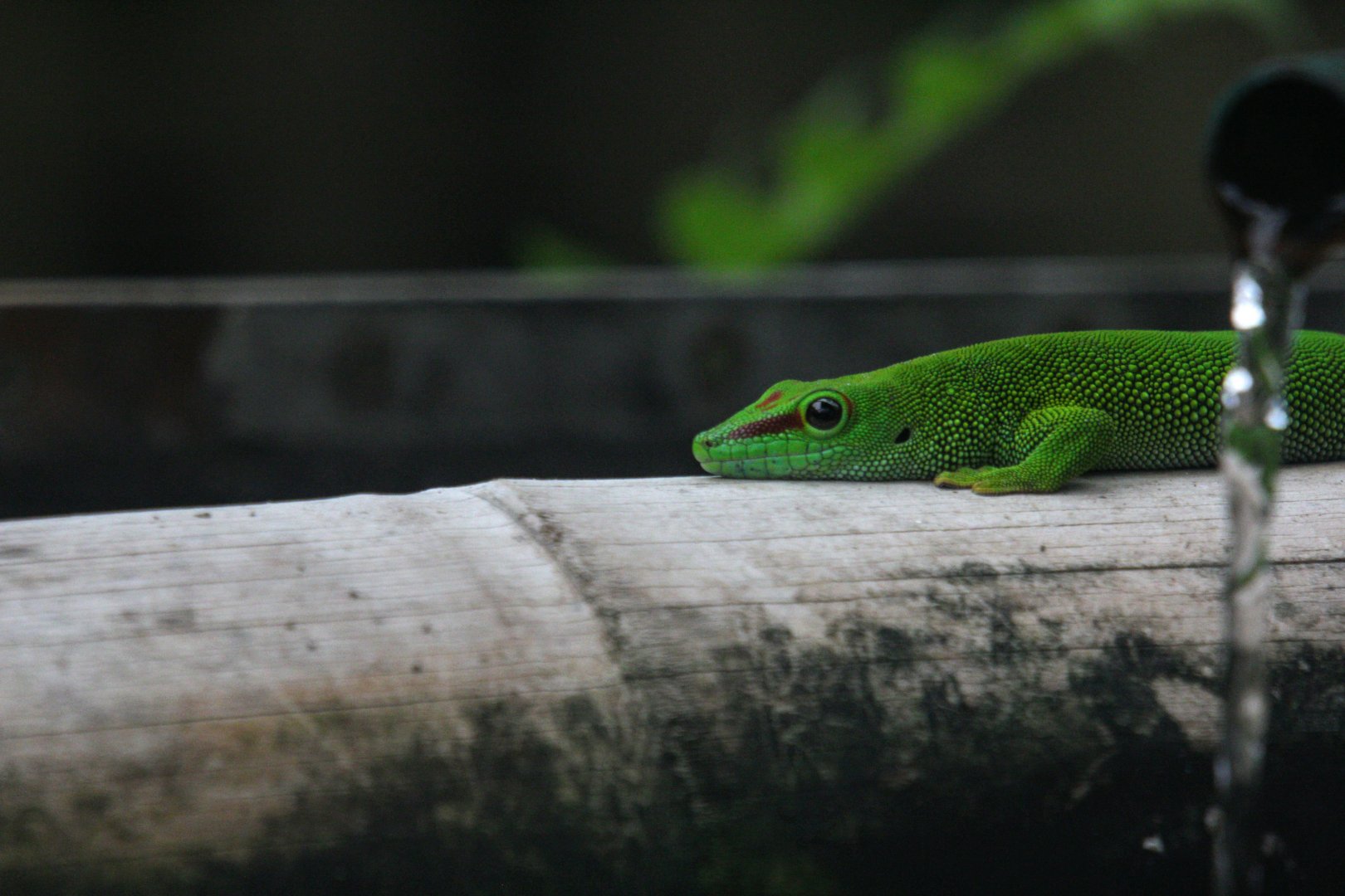 Phelsuma madagascariensis