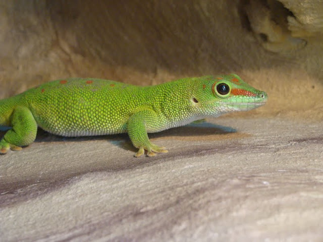 Phelsuma madagaskarensis grandis