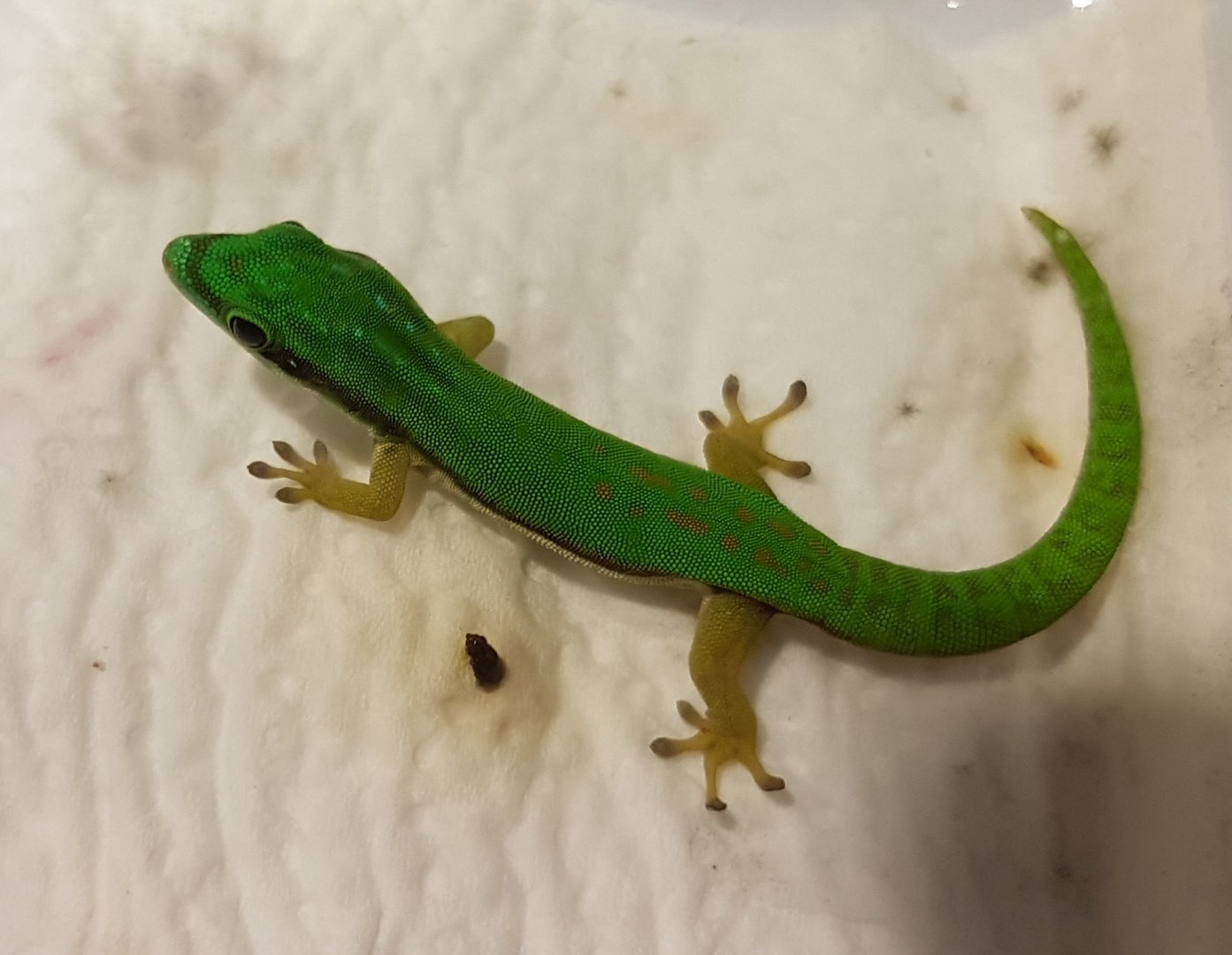 Phelsuma nigristriata