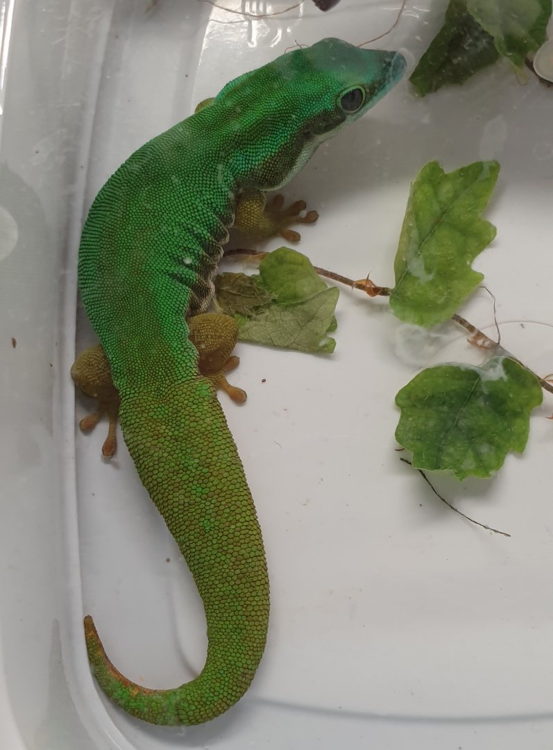 Phelsuma nigristriata