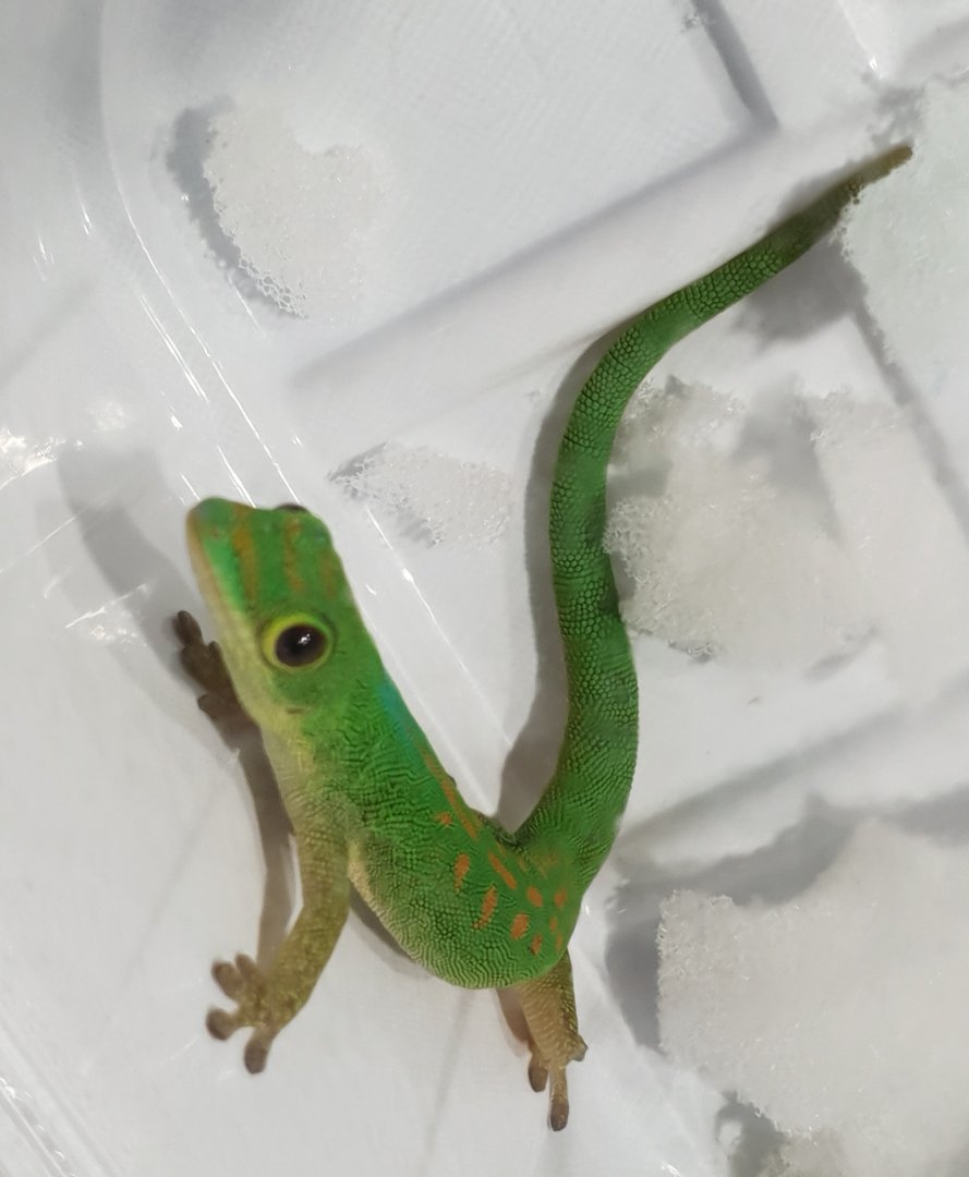 Phelsuma pasteuri