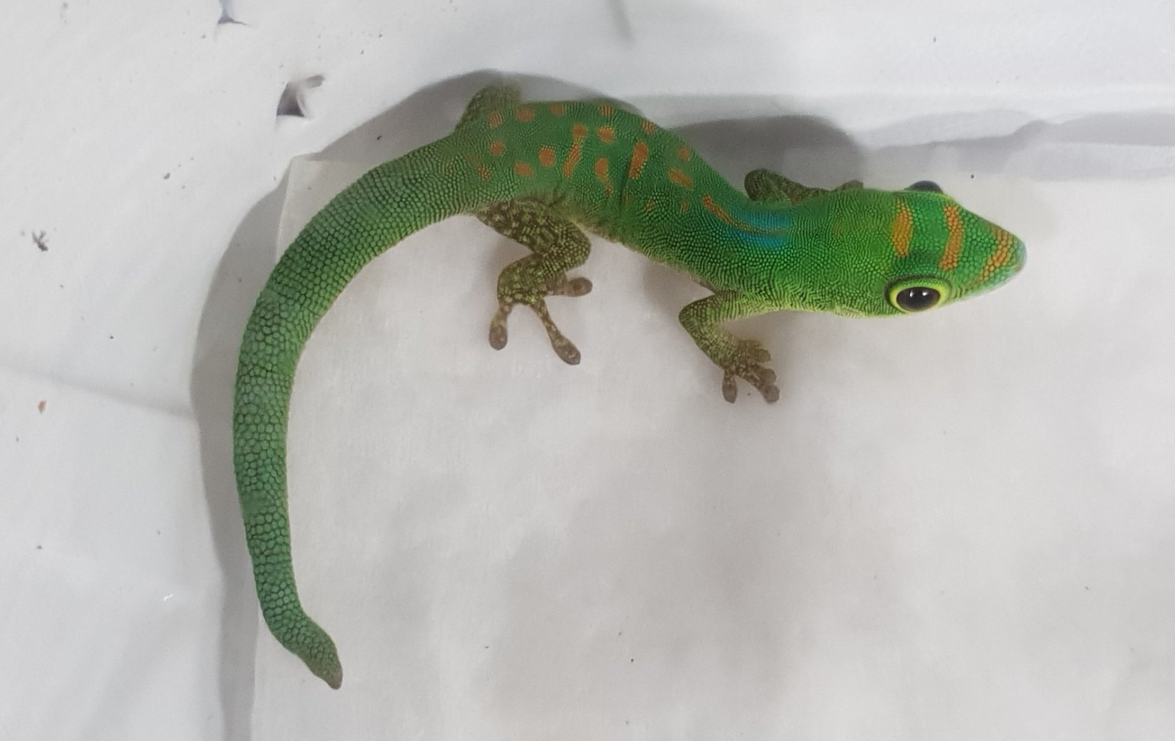 Phelsuma pasteuri