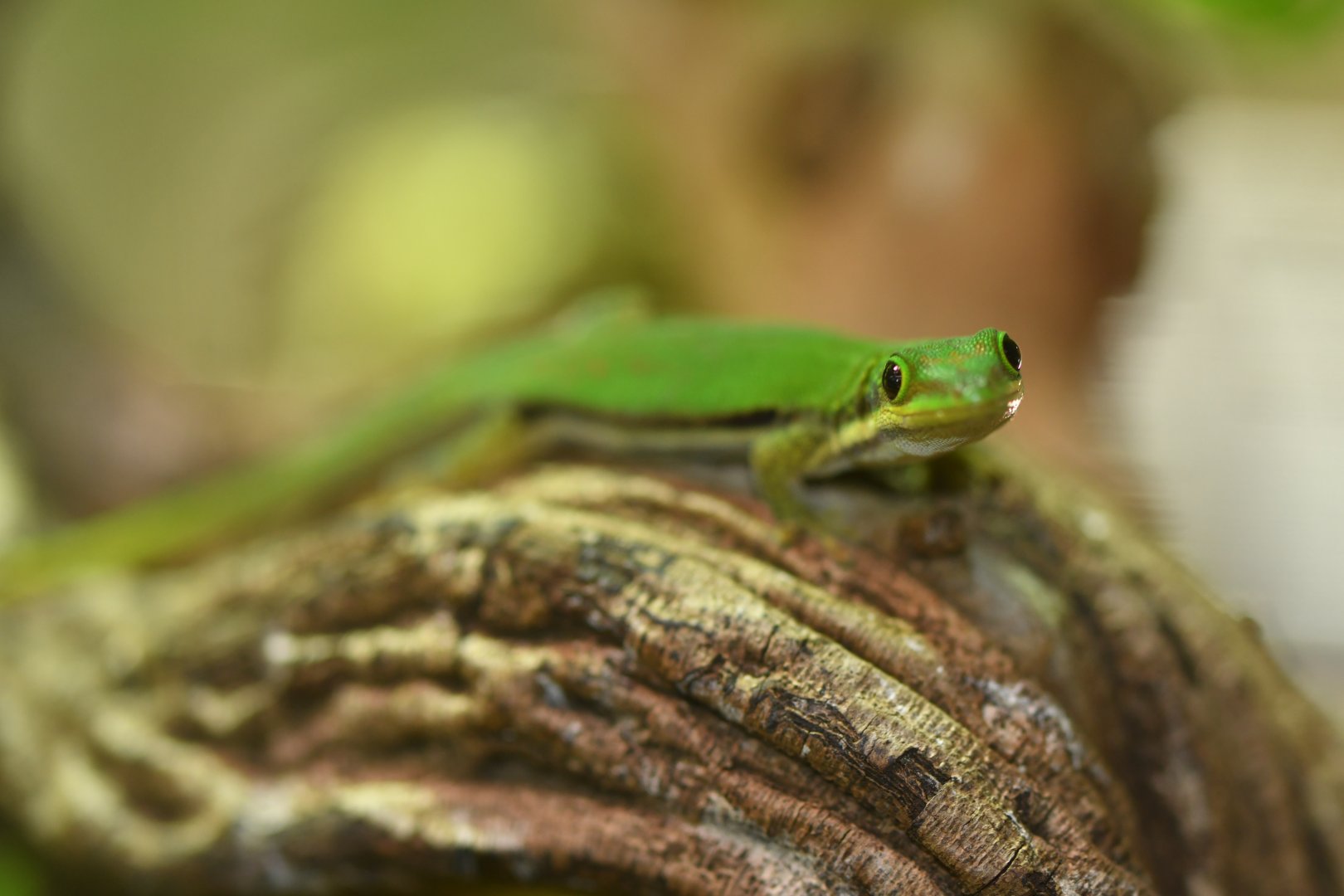 Phelsuma quadriocelatta