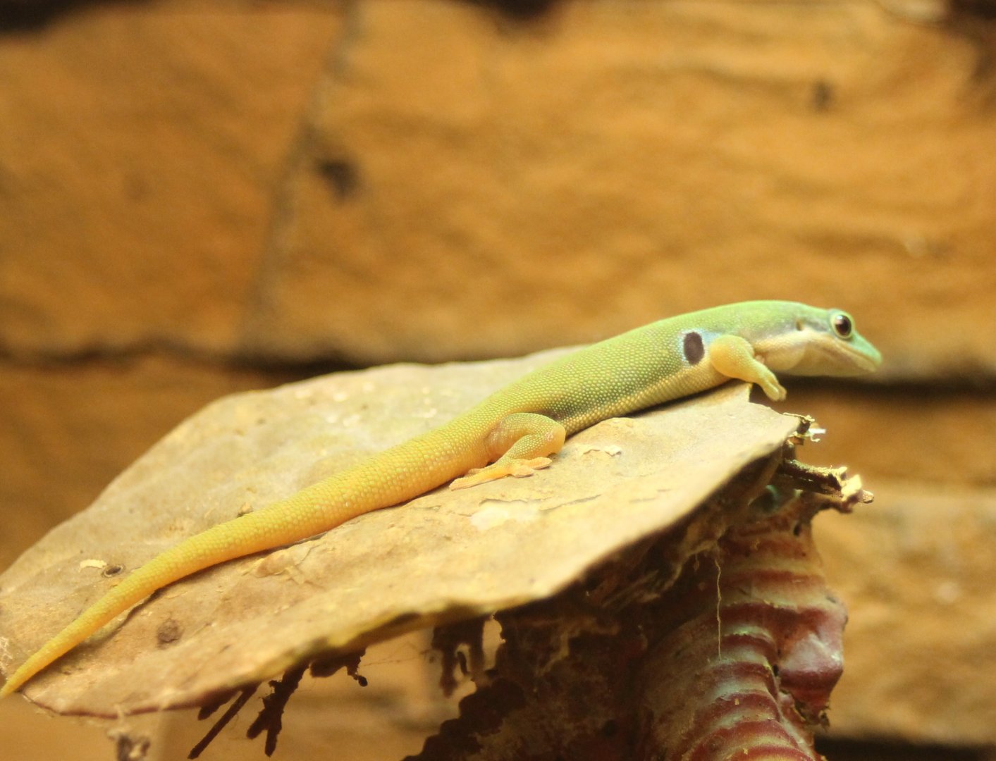 Phelsuma quadriocellata