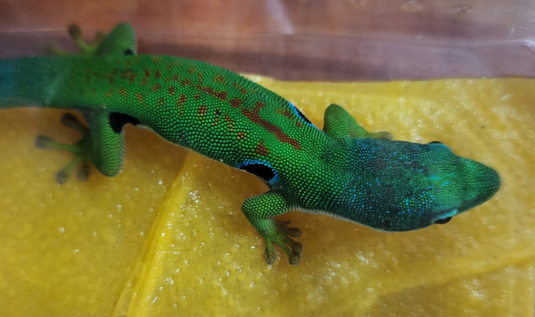 Phelsuma quadriocellata