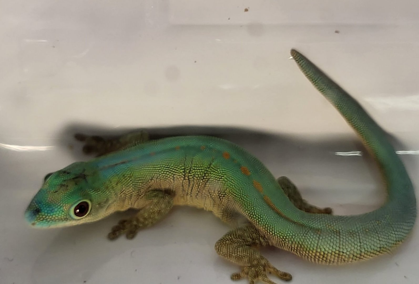 Phelsuma robertmertensi