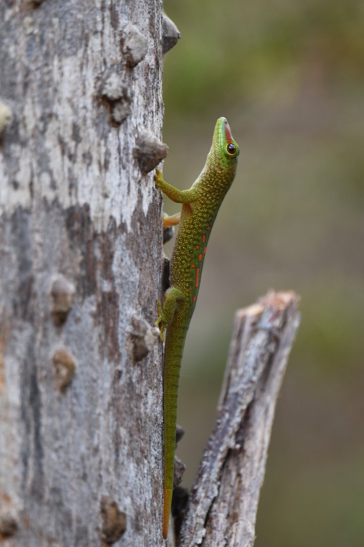 Phelsuma sp.