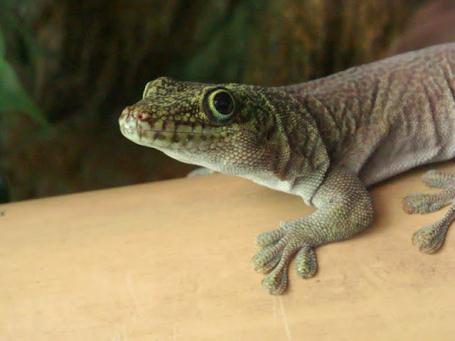 Phelsuma standingi