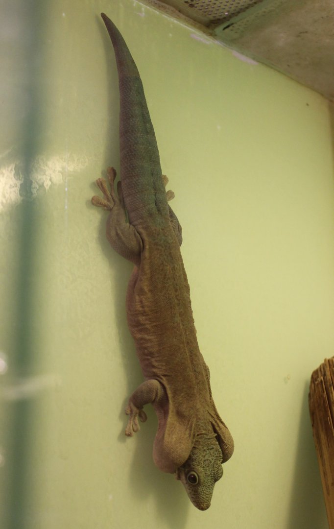 Phelsuma standingi
